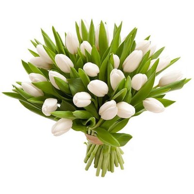 White Tulips